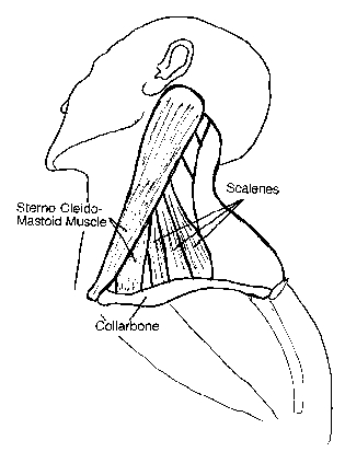 Thoracic Outlet Syndrome Anatomy